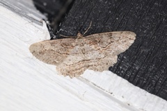 Neoalcis californiaria