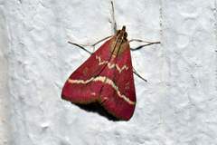 Pyrausta volupialis