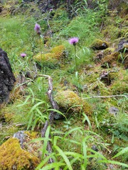 Cirsium serratuloides