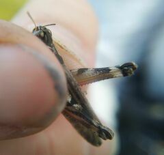 Dociostaurus brevicollis