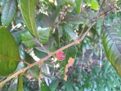 Mischocarpus lachnocarpus