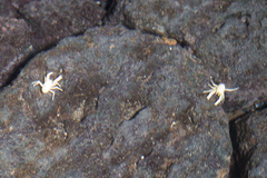 Munidopsis polymorpha