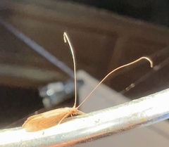 Oecetis