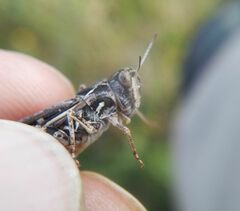 Dociostaurus brevicollis