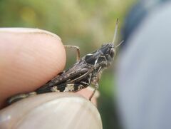 Dociostaurus brevicollis