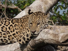 Panthera onca