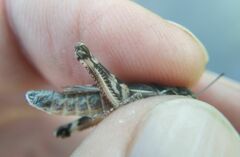 Dociostaurus brevicollis