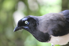 Cyanocorax affinis