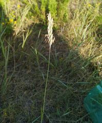 Thinopyrum intermedium