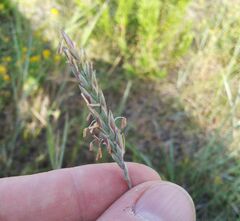 Thinopyrum intermedium