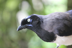 Cyanocorax affinis