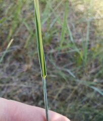 Thinopyrum intermedium