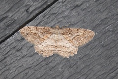 Neoalcis californiaria