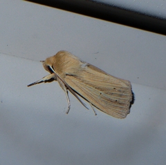Mythimna oxygala