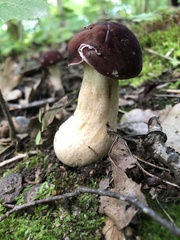 Tylopilus rubrobrunneus