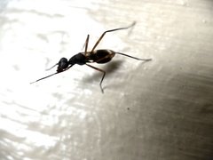 Taeniaptera trivittata