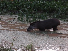 Tapirus terrestris