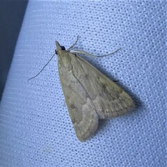 Achyra rantalis