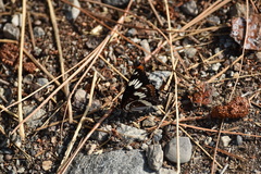 Limenitis lorquini