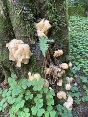 Pleurotus pulmonarius