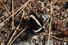 Limenitis lorquini