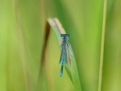 Platycnemis pennipes