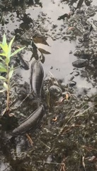 Nerodia sipedon sipedon