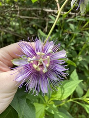 Passiflora incarnata