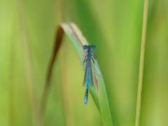 Platycnemis pennipes