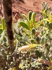 Eremophila forrestii