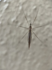 Tipulidae