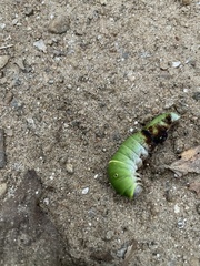 Papilioninae