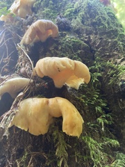 Pleurotus pulmonarius