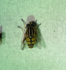 Helophilus pendulus