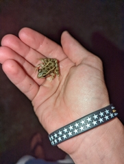 Lithobates palustris