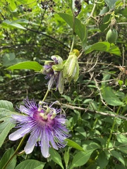 Passiflora incarnata