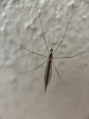 Tipulidae