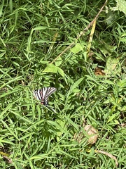 Papilioninae