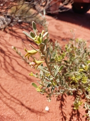 Eremophila forrestii