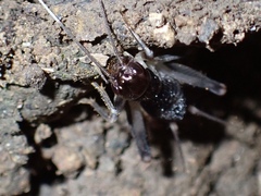 Gryllidae