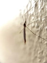 Tipulidae