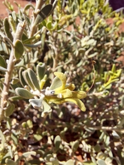 Eremophila forrestii