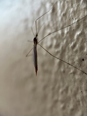 Tipulidae