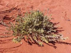Eremophila forrestii