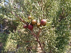 Juniperus turbinata