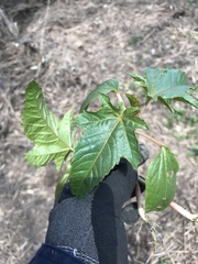 Ricinus communis