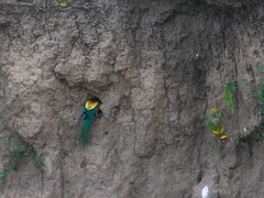 Merops apiaster