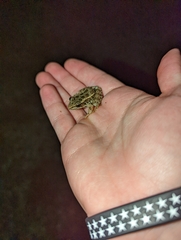 Lithobates palustris