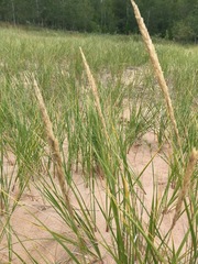 Ammophila breviligulata