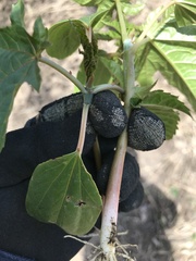 Ricinus communis